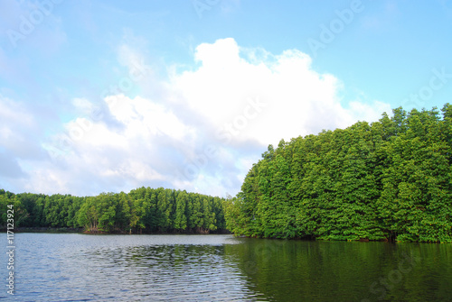 ecology of mangrove forest at Thailand