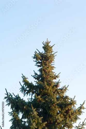 Tannenbaum