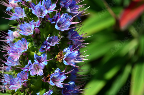 Closeup of purple lupin flower