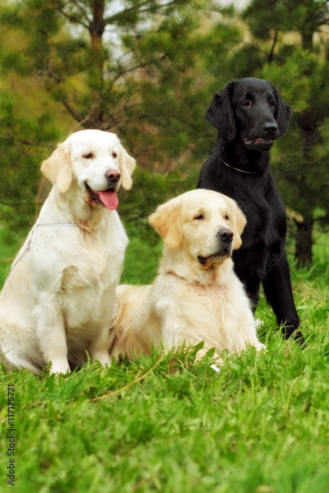 group of three dogs - flat-coated Retriever and two Golden Retri group of three dogs - flat-coated Retriever and two Golden Retri