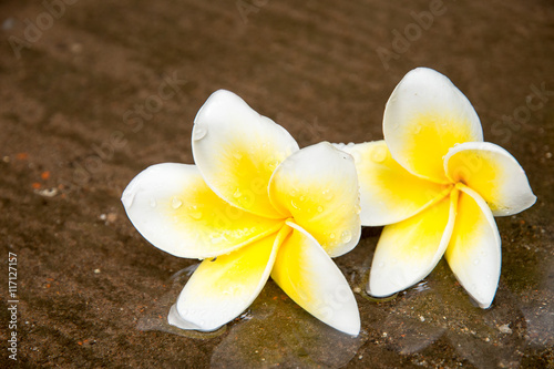 Frangipani tropical flowers, Plumeria flowers fresh