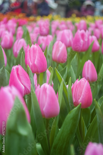 purple Tulips © lchuang