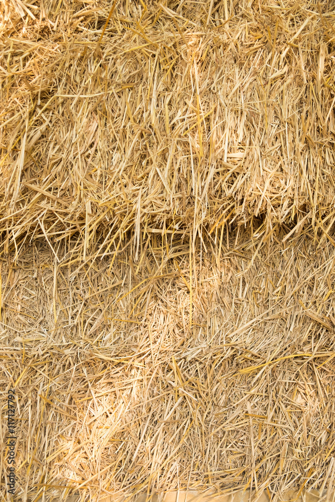 Hay Hay