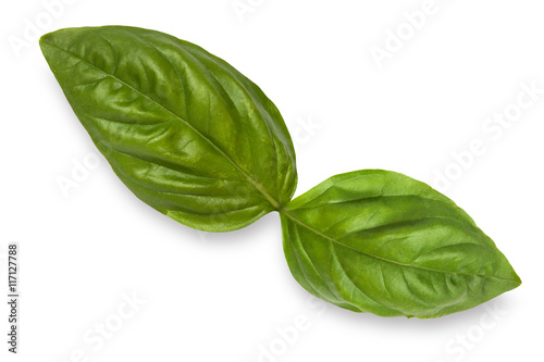 fresh green basil leaves isolated on white background, top view