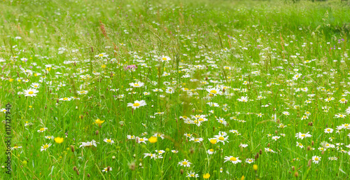 Camomile among motley grass on the mountain meadow