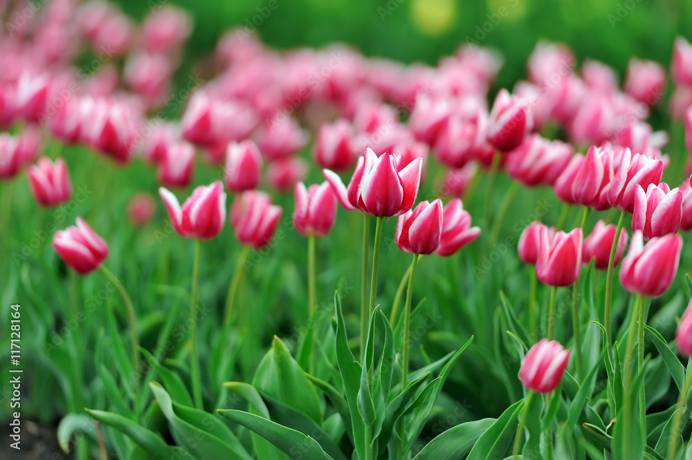 Tulips in spring field Tulips in spring field