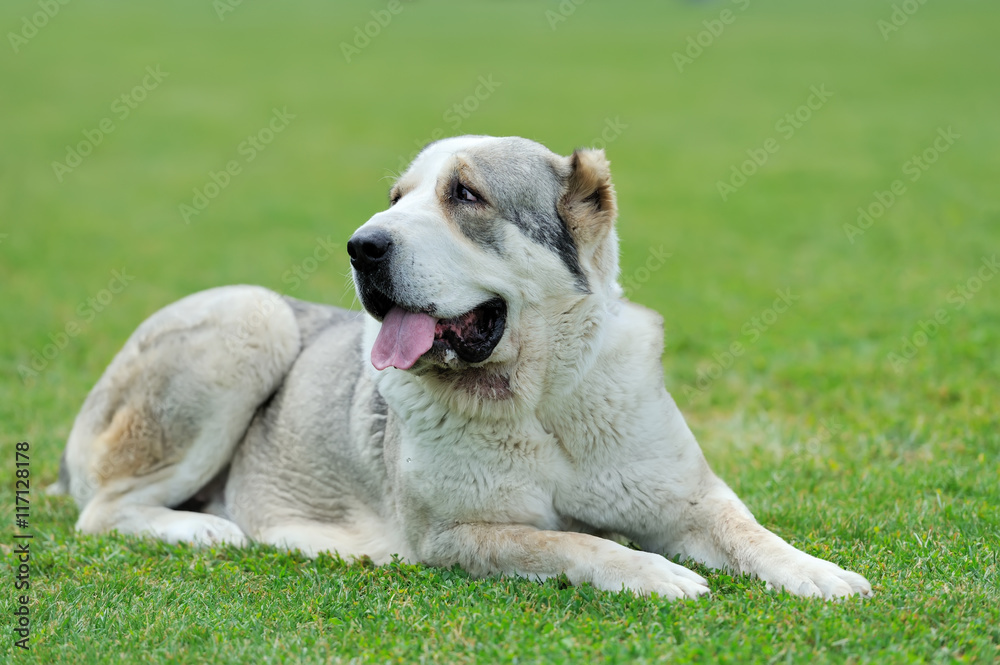 Dog in green grass Dog in green grass