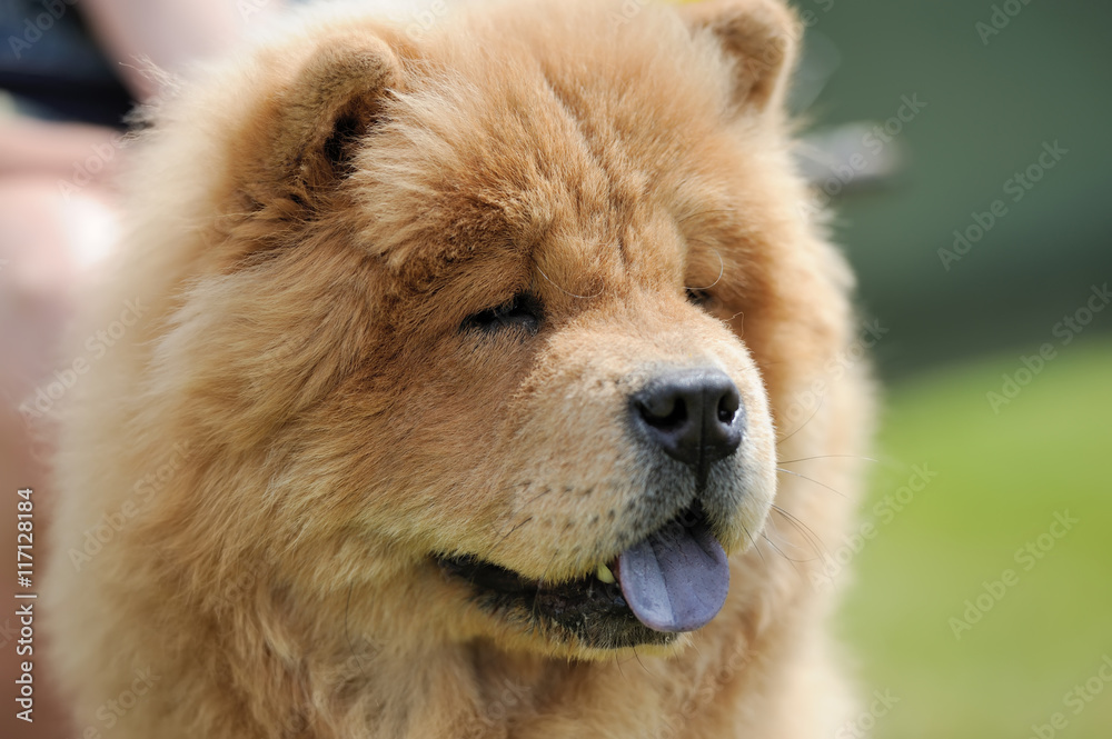 Chow Chow portrait