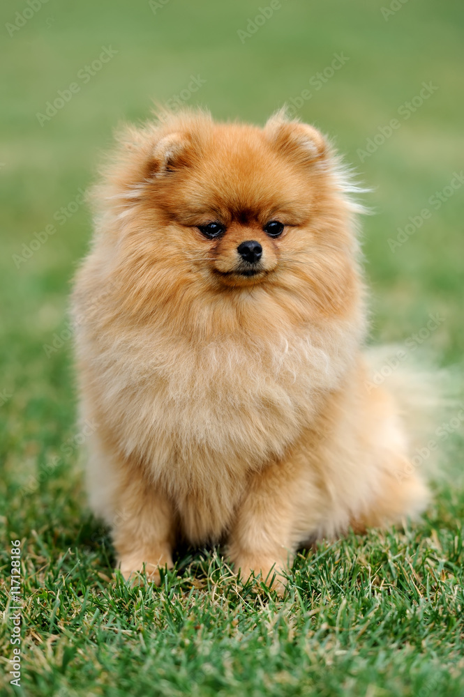 Brown pomeranian dog Brown pomeranian dog