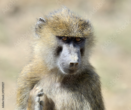 Baboon in National park of Kenya