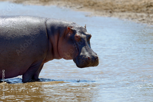 Hippo on lake in Africa