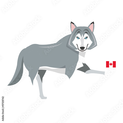 flat design big wolf with canadian flag icon vector illustration