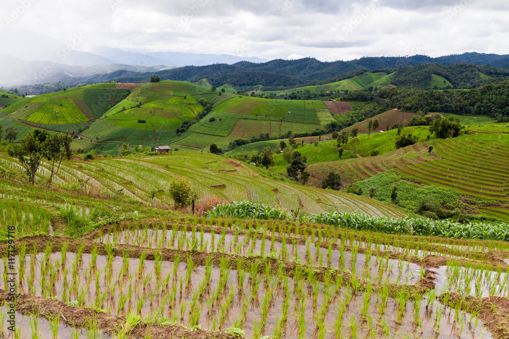 Rice fields on terraced of Pa Pong Pieng, Mae Chaem, Chiang Mai,