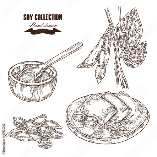 Hand drawn soy plant, soybeans and tofu. Vector illustration