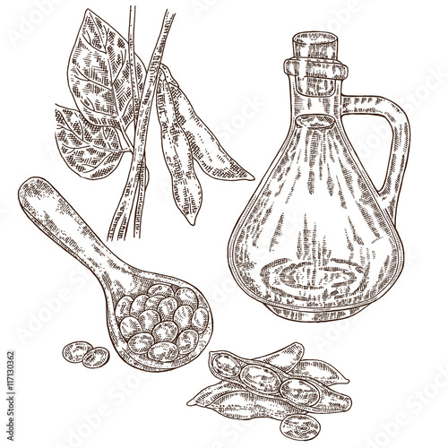 Hand drawn soy plant and soy oil in sketch style. Vector