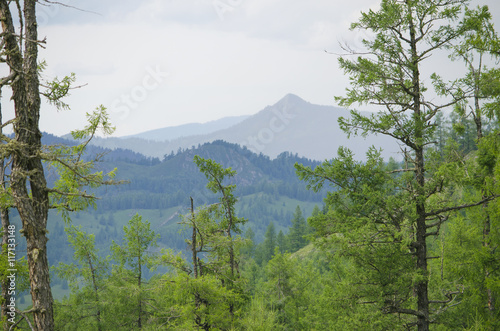 beautiful landscape of mountains among trees and plants
