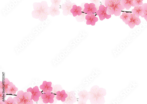 Cherry blossom, Sakura pink flowers background.