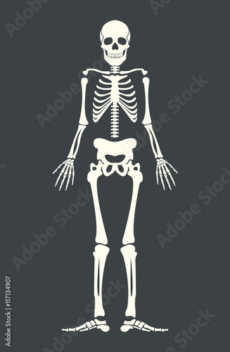 Scary skeleton. Vector flat cartoon illustration