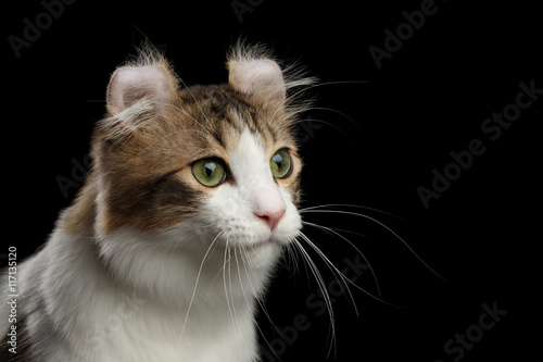 Closeup Portrait of Green Eyed American Curl Cat Breed with twisted Ears, in front of Black Isolated background