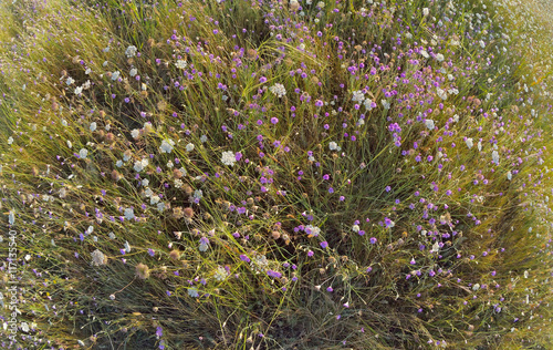 xeranthemum annuum flowers