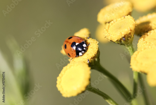 Ladybug on Yellow Flower