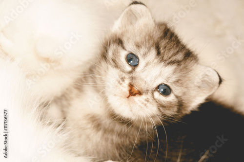 Lovely Little Kitten Retro