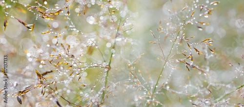 Fotografia grass with dew drops - a beautiful bokeh background