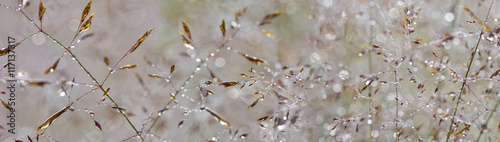 Fotografia grass with dew drops - a beautiful bokeh background