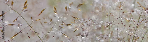 Obraz  z motywem grass with dew drops - a beautiful bokeh background