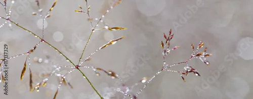Obraz  z motywem grass with dew drops - a beautiful bokeh background