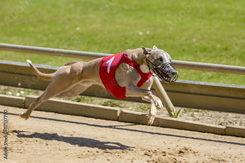 Fotografie Sprint van een windhond.