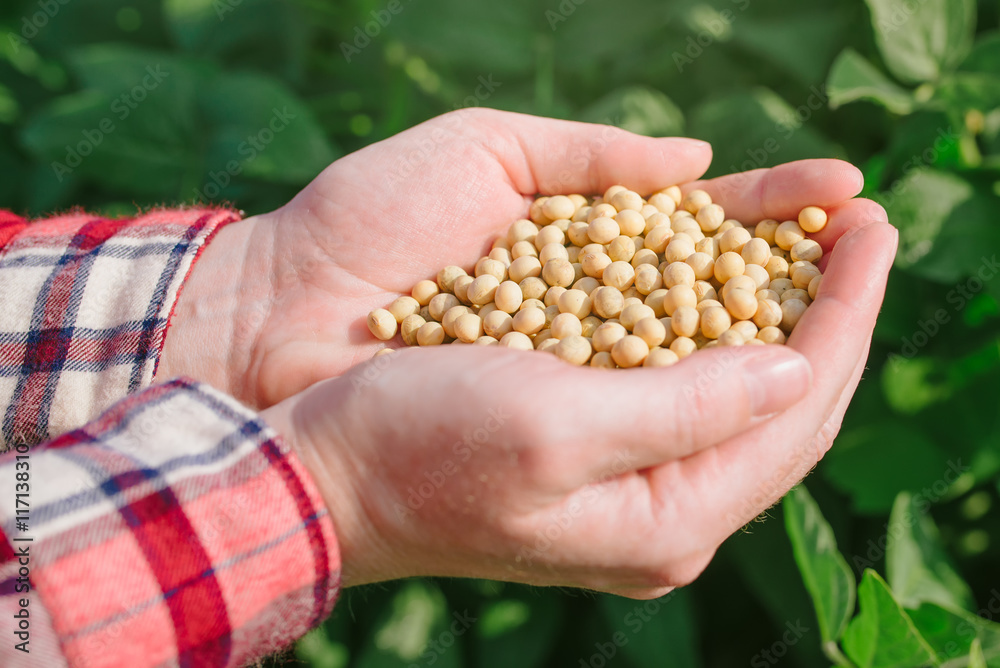Female farmer with handful od soybean in cultivated field Female farmer with handful od soybean in cultivated field