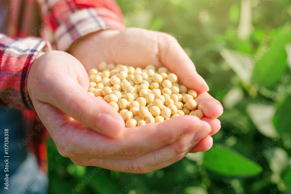 Female farmer with handful od soybean in cultivated field Female farmer with handful od soybean in cultivated field