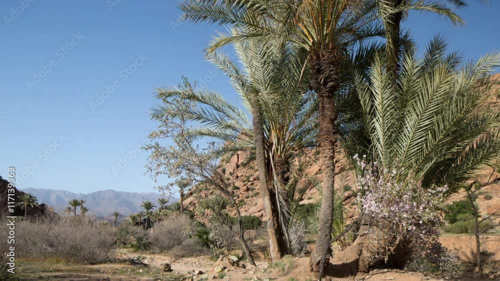 amazing rock formations with plam trees amazing rock formations with plam trees