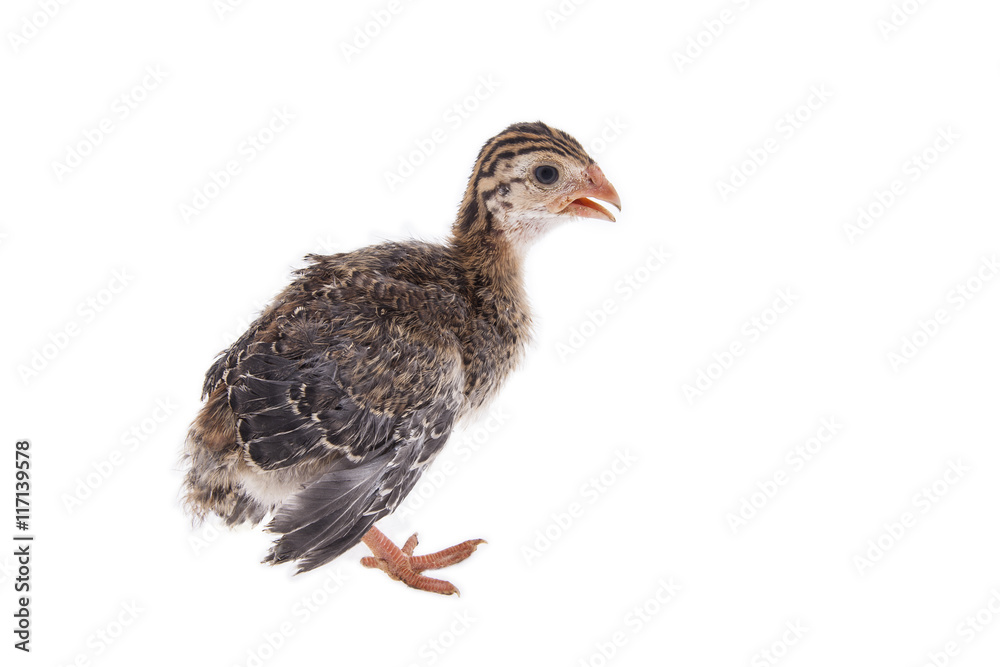 Obraz premium chick