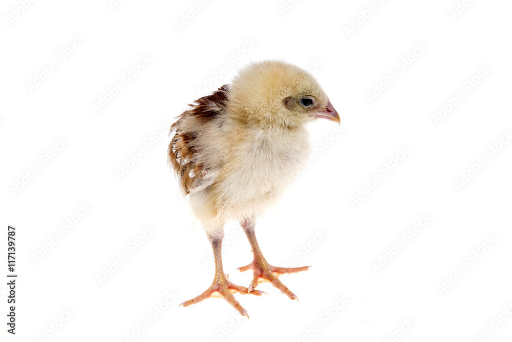 chick chick