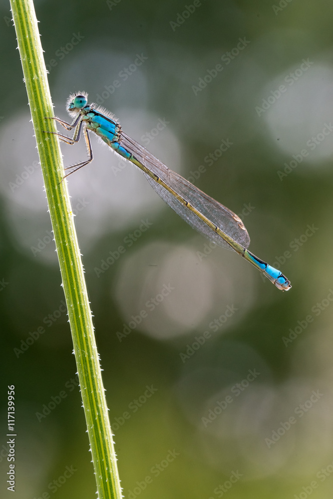 Erythromma lindenii Erythromma lindenii