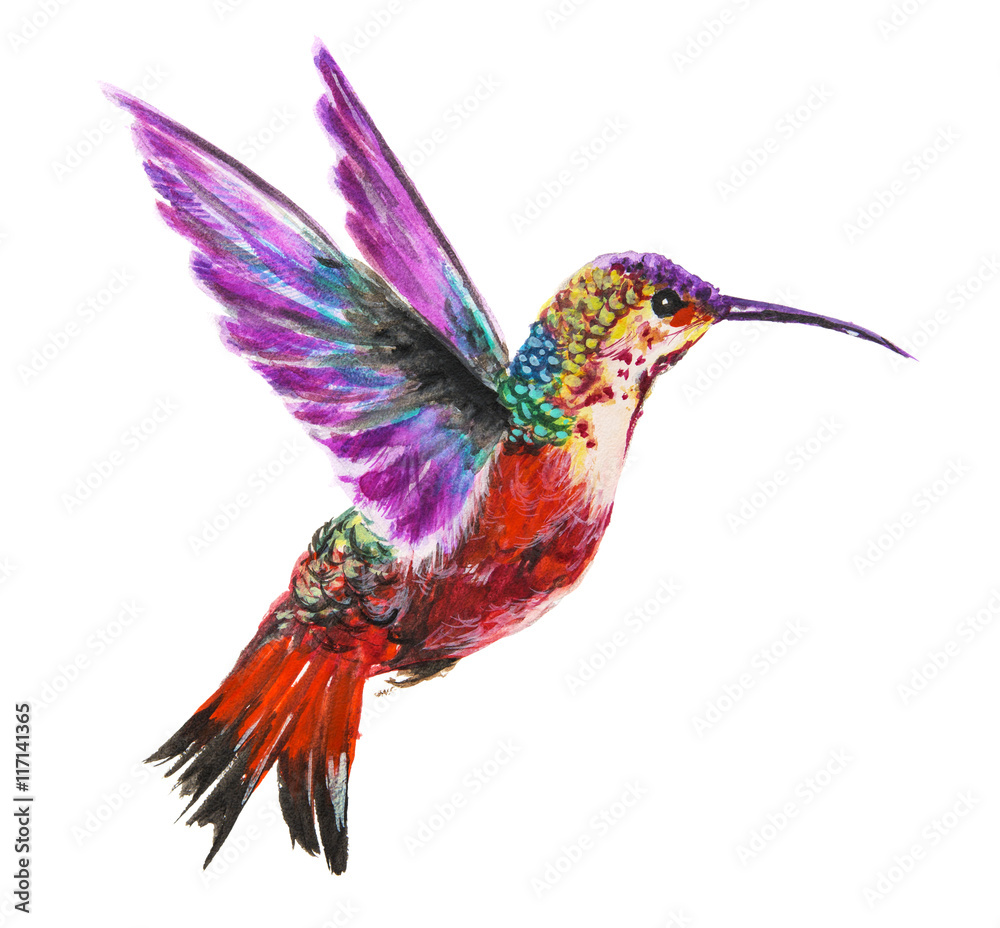 Fototapeta premium Isolated watercolor hummingbird on white background. Tropical bird from exotic fauna. Colorful wildlife.