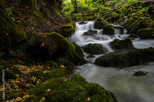 stream in the forest