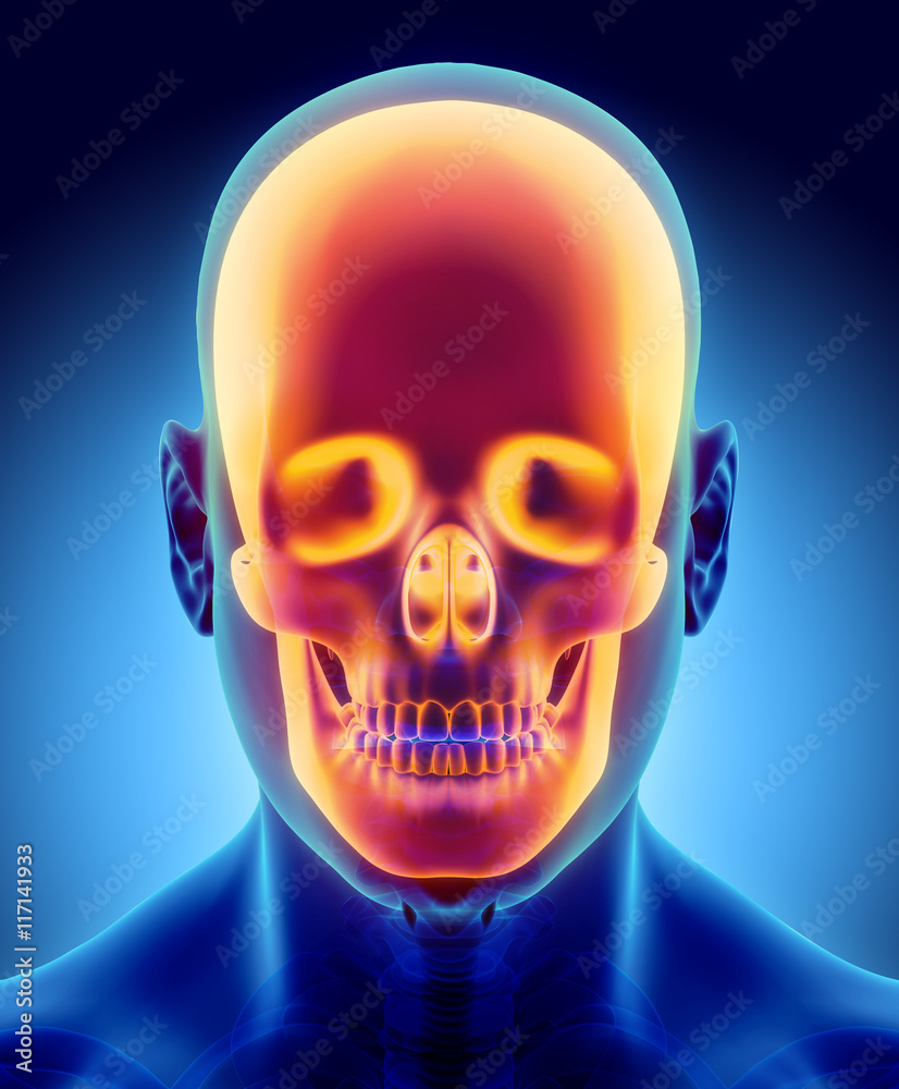 3D illustration of skull anatomy - part of human skeleton.