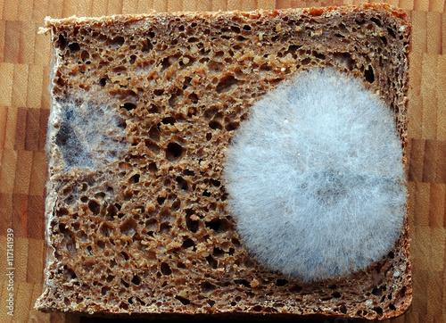Verschimmeltes Brot photo