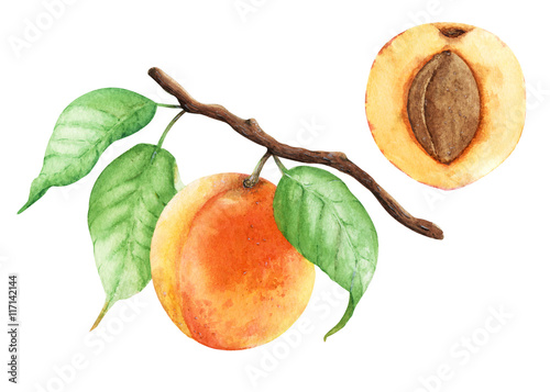 Apricot branch painted with watercolor