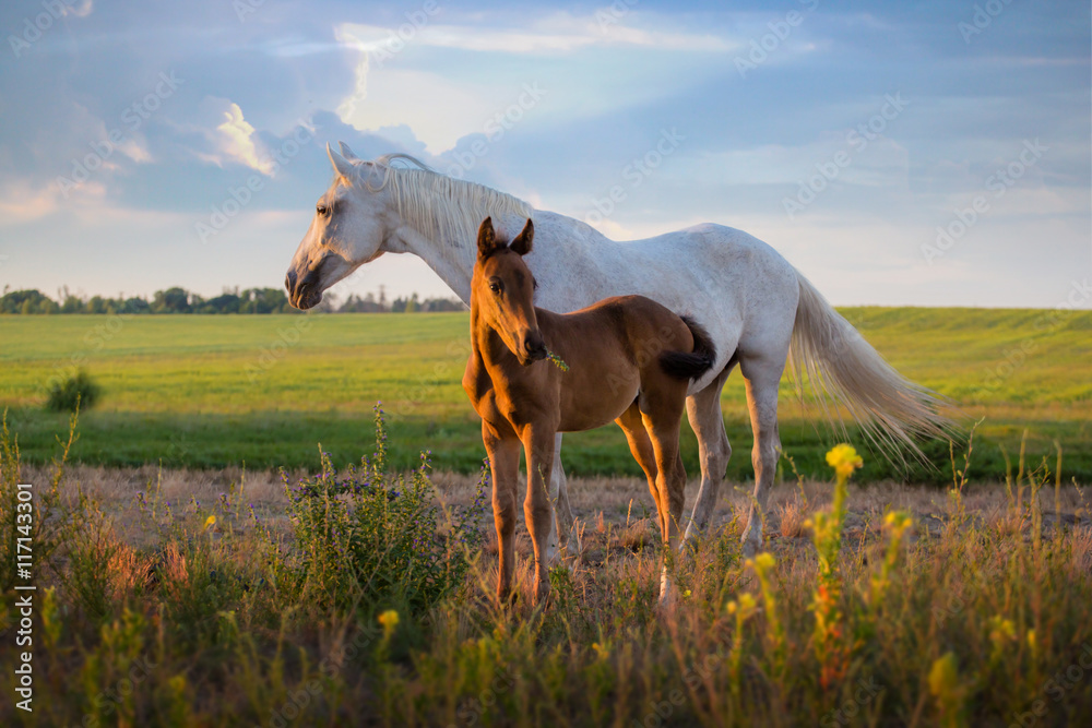 Fototapeta premium white mare with red foal stay on the field on summer