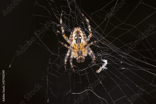 spider does cobweb