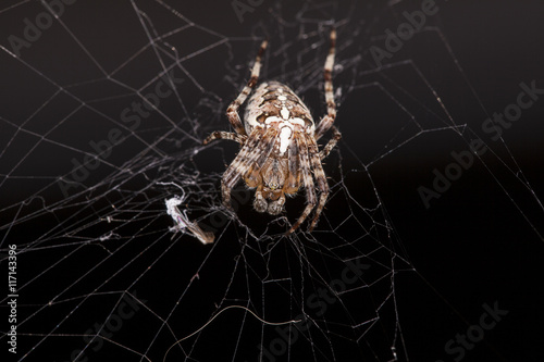crouching spider sitting on a spider web