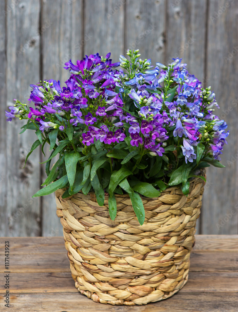 Blue Bellflowers in a Basket.