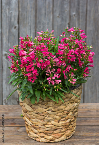 Pink Bellflowers in a Basket.