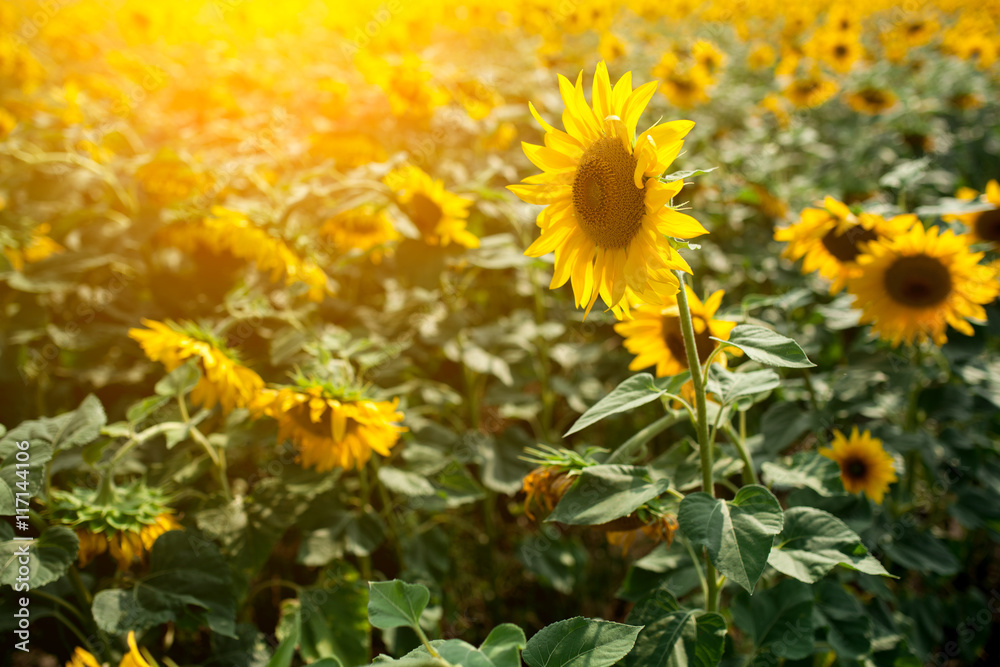 Fototapeta premium field of sunflowers in ray of sunset: