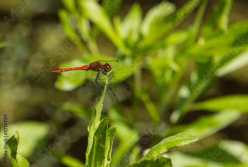 Scarlet dragonfly on the summer meadow © Wladzislaw Pewzner