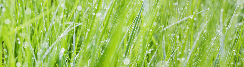 Obraz premium trawa z kroplami rosy - piękne tło bokeh